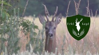 Von der Weizenpirsch bis zur Drückjagd-Jahresrückblick 2019-Feld und Jagd