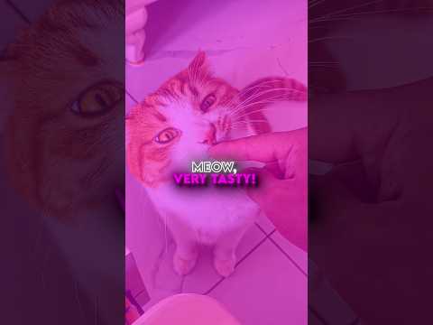 this cat loves crispy rice 😻🩷 #usa