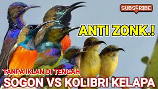 Download lagu suara pikat burung sogon vs kolibri kelapa ribut mp3