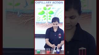 Capillary Action in Plants | Simple Demonstration with Tissue Paper and Colored Water.