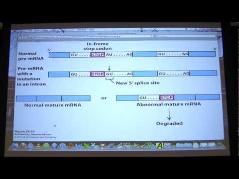 #47 Biochemistry Transcription III / Translation I Lecture for Kevin Ahern's BB 451/551