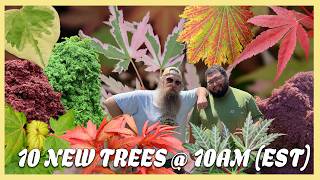 Download lagu 10 Wild Trees! Japanese Maples Everyone Needs in Their Garden! MrMaple.com 10@10! mp3