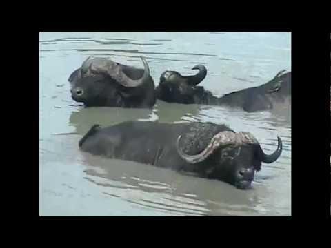 Cape Buffalo Relaxing at Djuma 12-22-11