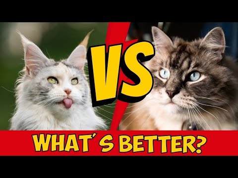 Maine Coon vs Siberian Cat: Differences & Which Is Better