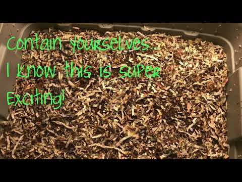 European Night Crawlers and Blue Worm “Neglect” Bins