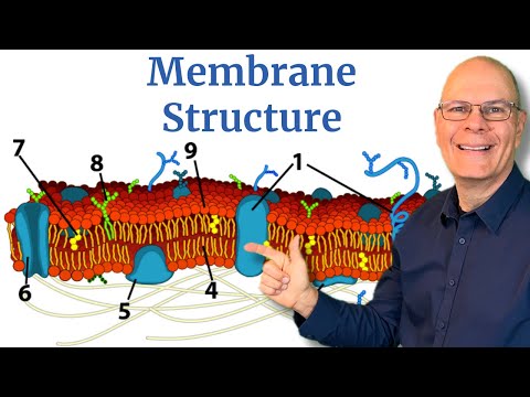 Cell Membrane Structure Explained for AP Bio in 5 Minutes