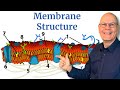 Cell Membrane Structure Explained For AP Bio In 5 Minutes