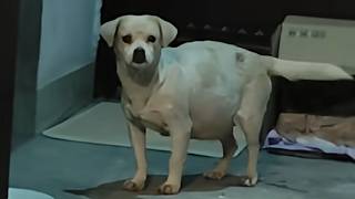 A Pregnant Stray Dog Came to My Door Begging for Help… She Gave Birth to 6 Puppies! ❤️