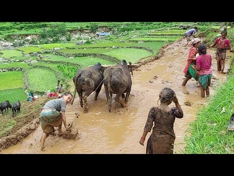 Primitive Way To Paddy Farming in Nepali Village | Nepali Mountain Lifestyle | IamSuman