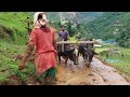 Primitive Way To Paddy Farming in Nepali Village | Nepali Mountain Lifestyle | IamSuman