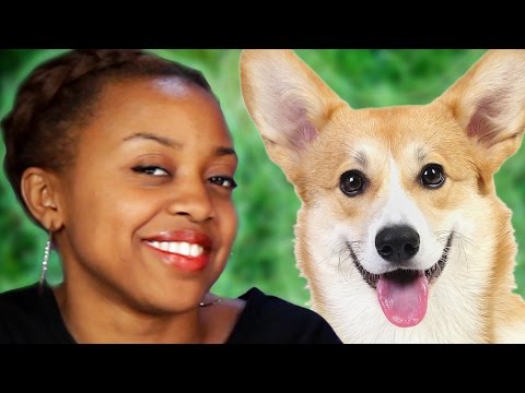 狗狗品種反應主人個性：什麼樣的人養什麼樣的狗？ (What Dog Breeds Say About Their Owners)