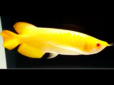 Best Top 10 Dragon Prince Arowana Fish - Legendary Dragon Fish | Superb Arowana Fish in the world