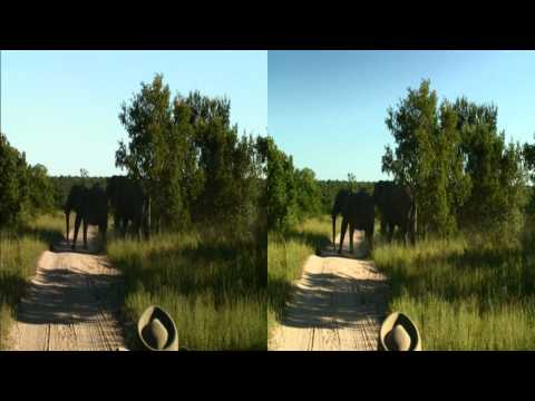 Elephant bulls sparring on Safari TV Diary - 2011.03.03