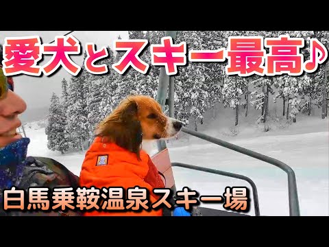 【白馬乗鞍温泉スキー場】犬と一緒にスキー♪雪がフワッフワ！