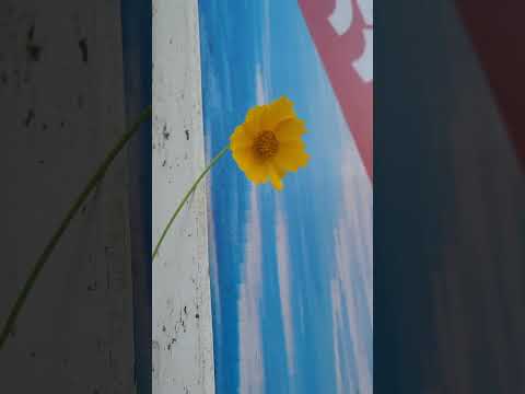 A beautiful flower is a wonderful recitation of the Qur'an#flowers #music #islamicprayer #shortvideo