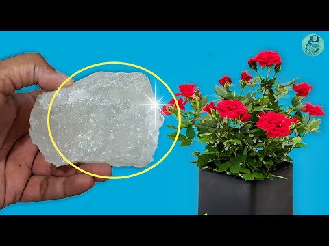 download lagu mp3 mp4 Rose Garden Care, download lagu Rose Garden Care gratis, unduh video klip Rose Garden Care