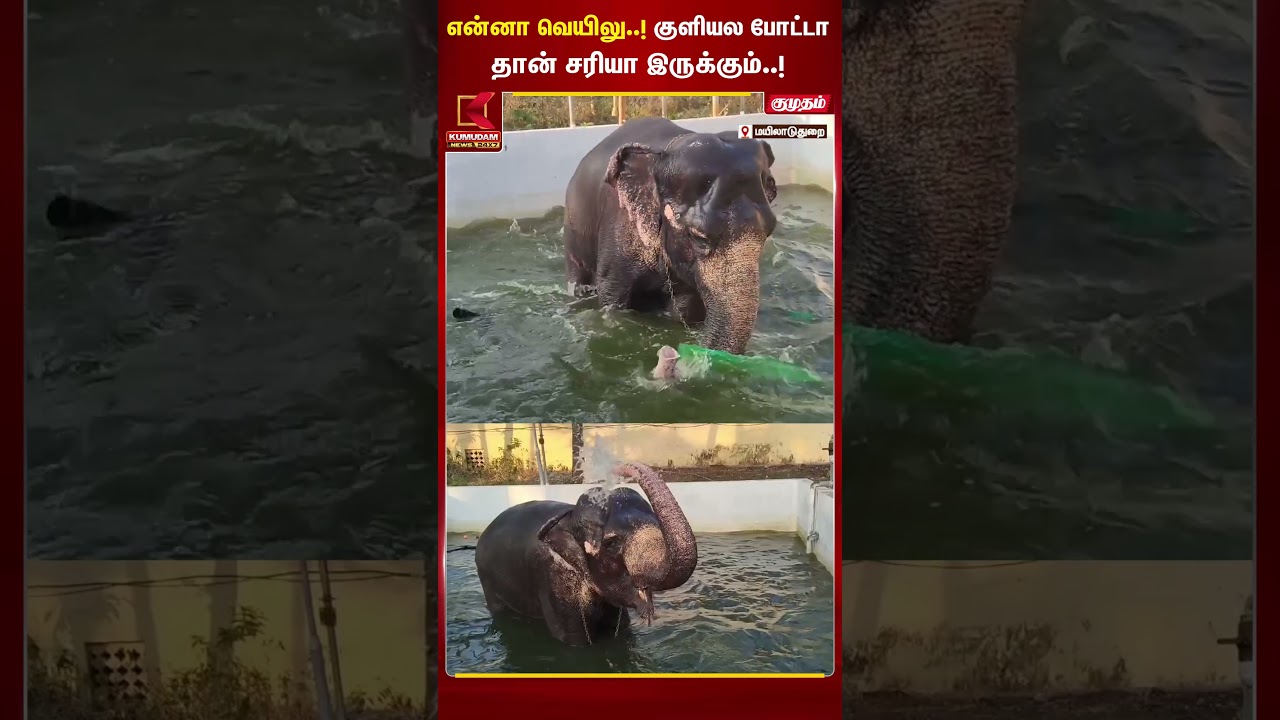 என்னா வெயிலு..! குளியல போட்டா தான் சரியா இருக்கும்..! | #elephant #mailaduthurai #heat  Kumudam News