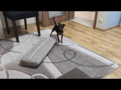 Pinczer miniaturowy złość