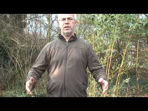 Erklärungen zu Drachentor Qigong Teil 1