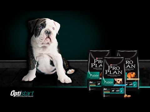 Protección y nutrición inicial para mi perro cachorro - PURINA® PRO PLAN® CON CALOSTRO
