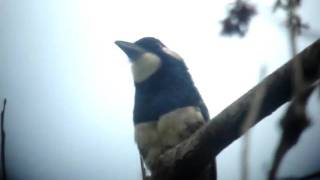 preview picture of video 'Black breasted Puffbird - Notharcus pectoralis. By. Luis Eduardo Urueña'