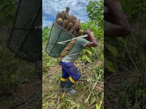 Peneira Tripartite: Inovação na Produção de Farinha de mandioca Uarini no Amazonas