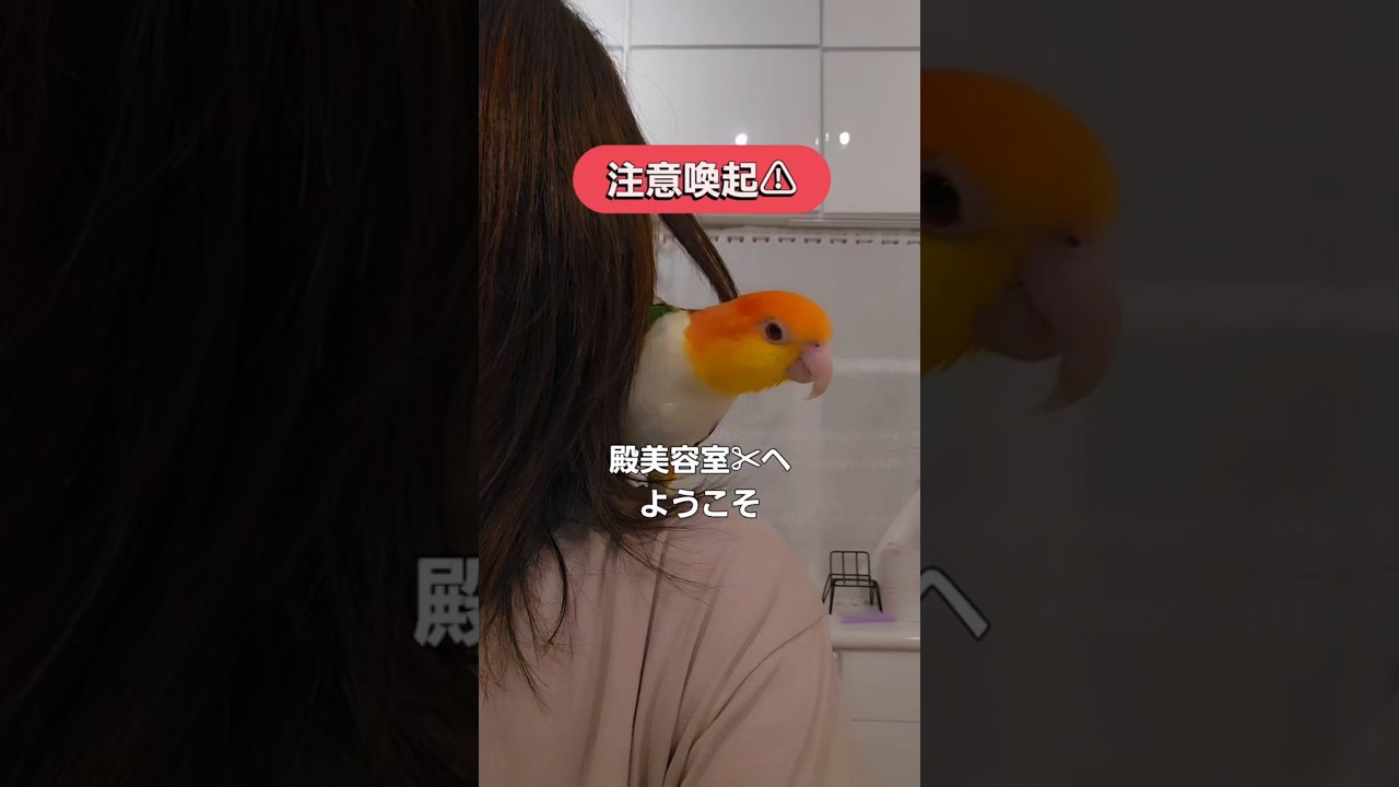 殿美容室🐥 #注意喚起 #シロハラインコ #shorts #インコ #birds