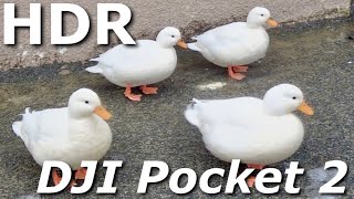 【DJI Pocket 2】HDR撮影で風景や動物を撮ってみた！