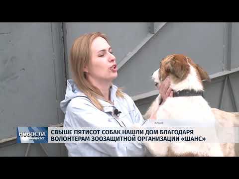 27.03.2019 / Свыше 500 собак нашли дом благодаря волонтерам зоозащитной организации «Шанс»