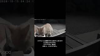 ひとりじめ