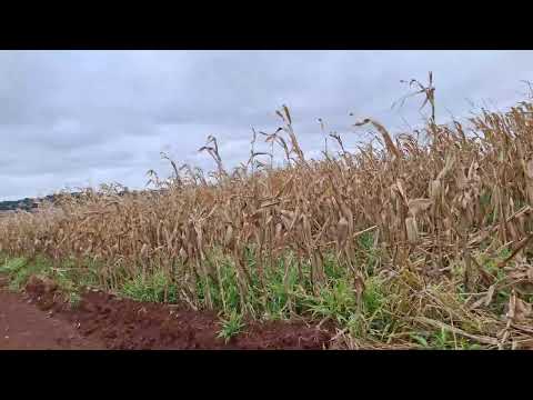 🇧🇷🌽 lavoura seca Palotina Paraná