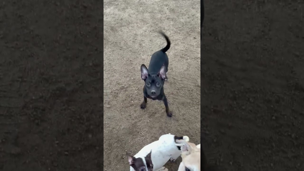 Enlarge Tamara-One of our Amazing Rescue Dogs, a Adoptable mixed breed in Sacramento, CA video 1/2