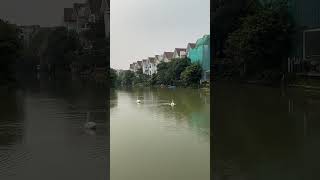 Love birds 🦢in Hanoi🇻🇳Vietnam #youtubeshorts #hanoi #music #northernvietnam #lake #swan #vietnam