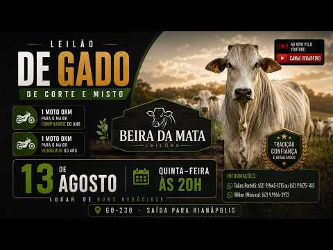 Beira da Mata Leilões - Uruana GO - Leilão de Gado de Corte em Goiás @canal.boiadeiro #live #gado