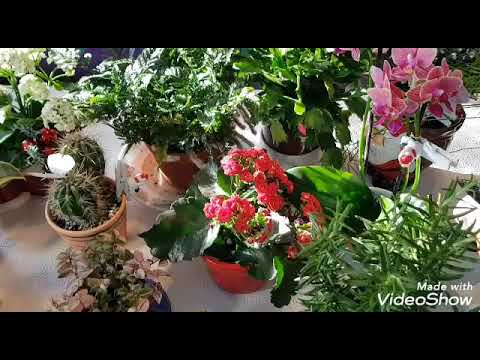 planta din varicosaza tencuiala pentru tratamentul varicelor