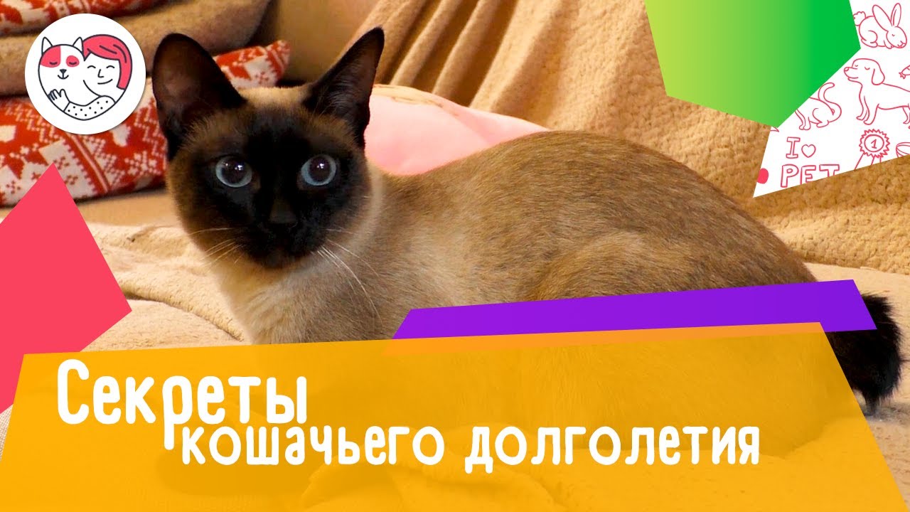 5 секретов кошачьего долголетия