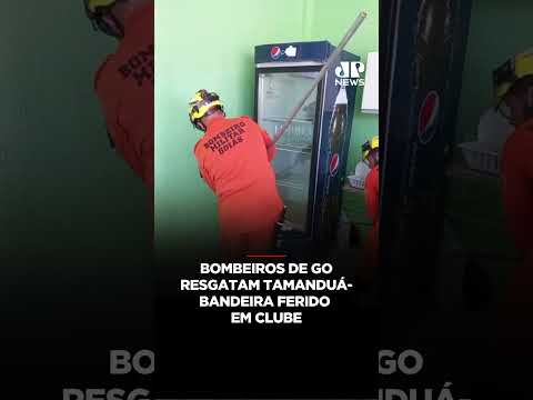 Bombeiros de GO resgatam tamanduá-bandeira ferido em clube #shorts