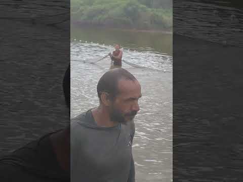 despesca do tambaqui no amajari Roraima.