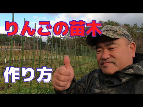 リンゴが木の上で腐るのはなぜですか?リンゴの木を守るにはどうすればよいですか?  庭園