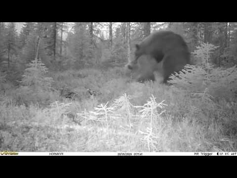 Åtelkamera fångar björnparning i Västerbotten