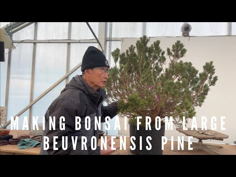 Making Bonsai from A Large Beuvronensis Pine