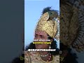 How A Person Become A Failure Lord Krishna Teachings ️ Shorts