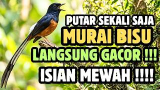 Download lagu Masteran murai batu full isian tembakan 3 Jam Full Bikin Burungmu Gacor !! mp3 Download lagu Masteran murai batu full isian tembakan 3 Jam Full Bikin Burungmu Gacor !! mp3