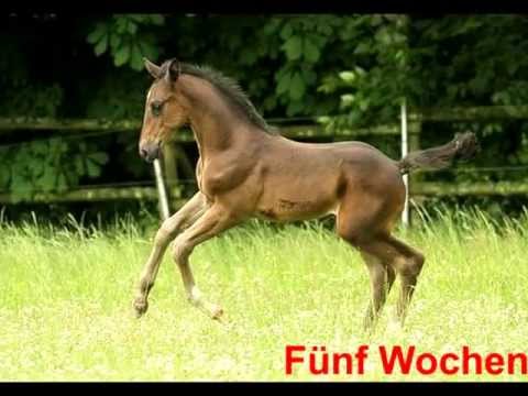 BEL Greco - Einblicke in die ersten fünf Lebenswochen