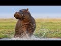 Giant Hippo Strikes Again HIGH DIVE JUMP EARTHQUAKE