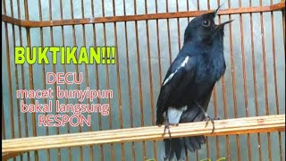 Download lagu Decu Mandi Sehat - (Proses penjinakan Decu Konsisten) Mandi kramba 3x Seminggu mp3