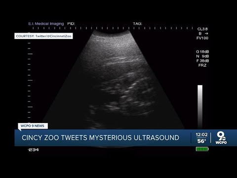 Cincinnati Zoo's Fiona is going to be a big sister!