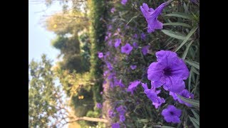 Download lagu BEBAS Dance Cover mp3