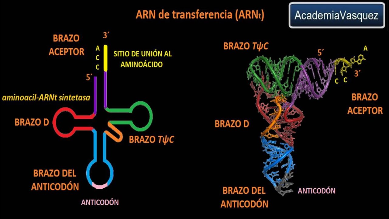 ARNt: ARN de transferencia