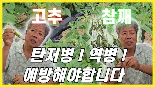 [장마시작] 고추, 참깨 !! 탄저병, 역병, 칼라병 예방해야 합니다!!!!